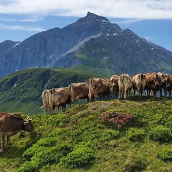 Urmein Sommer - Alp mit Kühen
