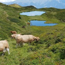 Urmein Sommer - Alp Lüsch mit Kühen